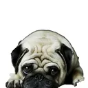 Zoo Studio for Making Animal Avatar