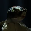TIPSY TURTLES