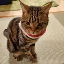 トロ上げ鯖