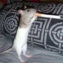 Rats DaHood Cash's icon