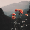 𝙺𝚒𝚟𝚒'𝚜 𝚙𝚊𝚛𝚊𝚍𝚒𝚜𝚎