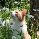 ʚ 🌼꒰ฅ・cat village︰୭