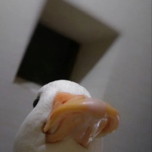 gooses — мониторинг Discord сервера, статистика и рейтинг