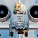 Hamsters