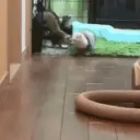 ferret