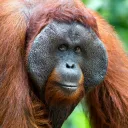 Orangutan Appreciation Club