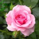 The Rose Boutique
