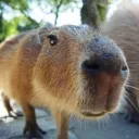 Capybara Cult 🛐's icon