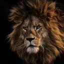 Club of the Lions