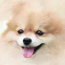 Just Some Cute Doggos