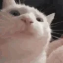 CatJam - a RAID Clan Experience