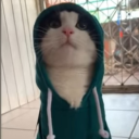 cat dankers