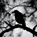 Huginn's server