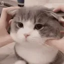 meowz