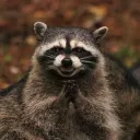 Raccoons Code