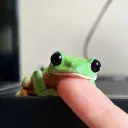froggie's server