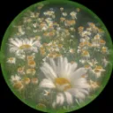 Da1zie's Garden