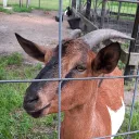 🐐 Goats Unite 🐐's icon