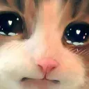 MEOWING CHANNEL