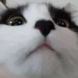 UwU's_community