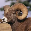 The Ram Ranch