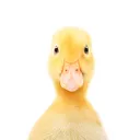 The Duck Pond