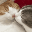 Cat Lovers' Commune Discord Server Icon