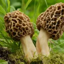Morel Games