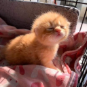 sun spot Server Icon