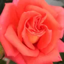 SatinalRoses