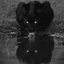 Anemone [Backup server]