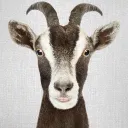 Goats