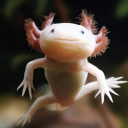 The Axolotl Lounge