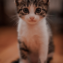 CAts are funny: Return Of The Kitten (Community Server) Server Icon