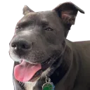 woof den