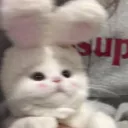 달보러 갈래?