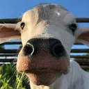 cowbies