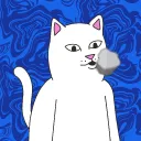 RIPNDIP NΞRMS WORLD