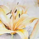 Cardano Watercolor