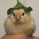 birdhouse