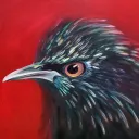 Starling Rush