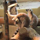 動物園と水族館と