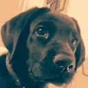 The Danknoscop Discord!