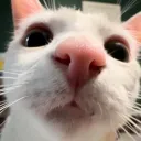 crazy cat lady server