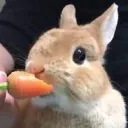 Putter’s Carrot Farm