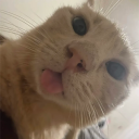 Cat Island icon