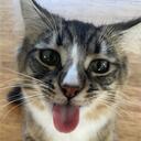 Cat Island Discord Server Icon