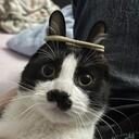Cat Island Discord Server Icon