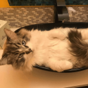 Discovery icon for Cat Island Discord server