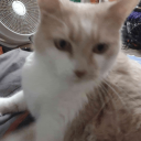 Discovery icon for Cat Island Discord server